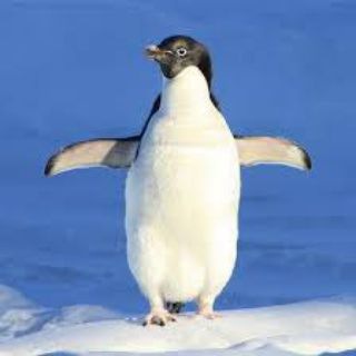 X.club.X.Pingüin.X