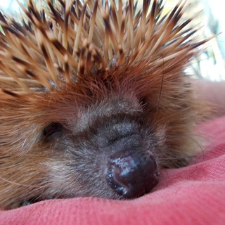 🦔 Igel Buzz 🦔