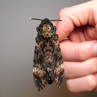 InsectTrade