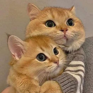 Romantic sticker and gif