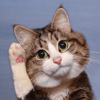 🔎 RexieCat