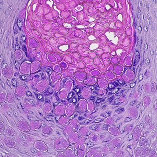 Pathology Links
