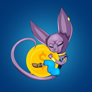 Cat Sphynx Global