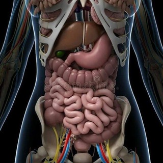 Abdomen anatomy