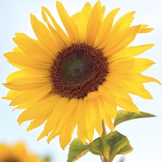 🌻向日葵🌻睇圖號