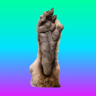MONKEY FEET soylana