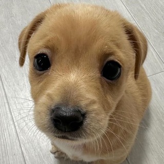 Macy (Macy)