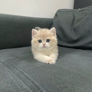 LORI