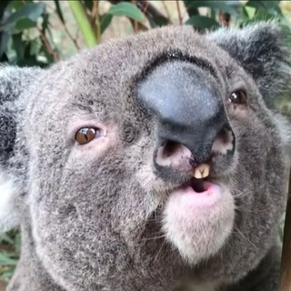 No.1 tiktok QR Koala