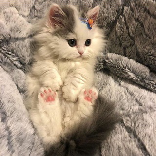 °•Cute cats•°